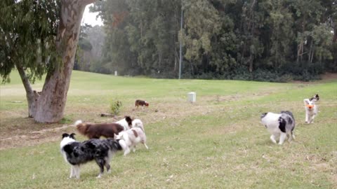 Cutes dogs / cutest dog in the world