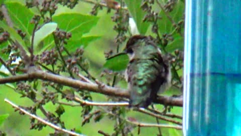 Hummingbird