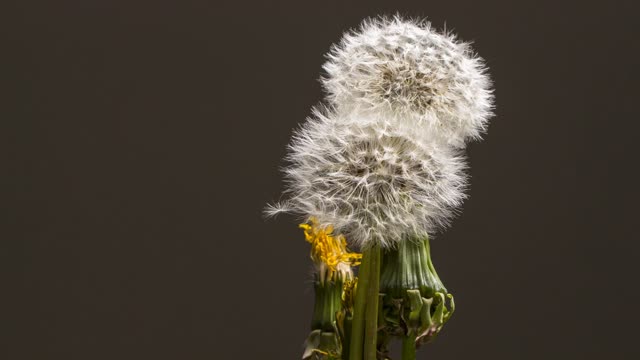 Dandelion