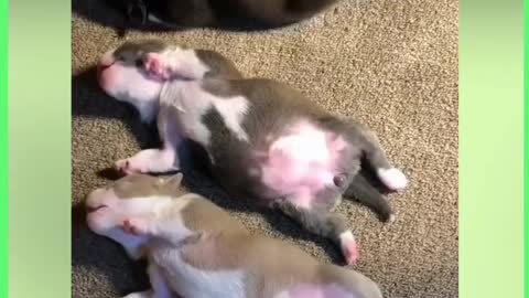 Let us sleep || sleeping simblings puppy
