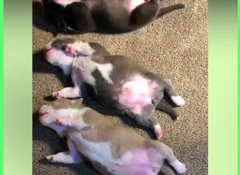 Let us sleep || sleeping simblings puppy