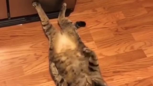 Animals owns the dancing floor😂