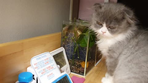 Scottish fold cat drinks fishbowl