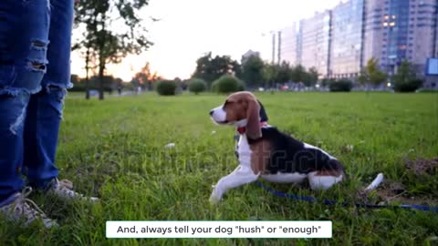 Train Your Dogs Easy Way