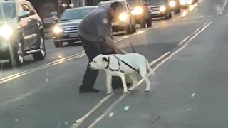 Stubborn Dog Refuses To Cross Busy Street