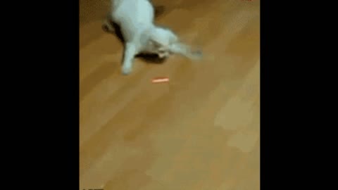 Gif video of cat chasing light