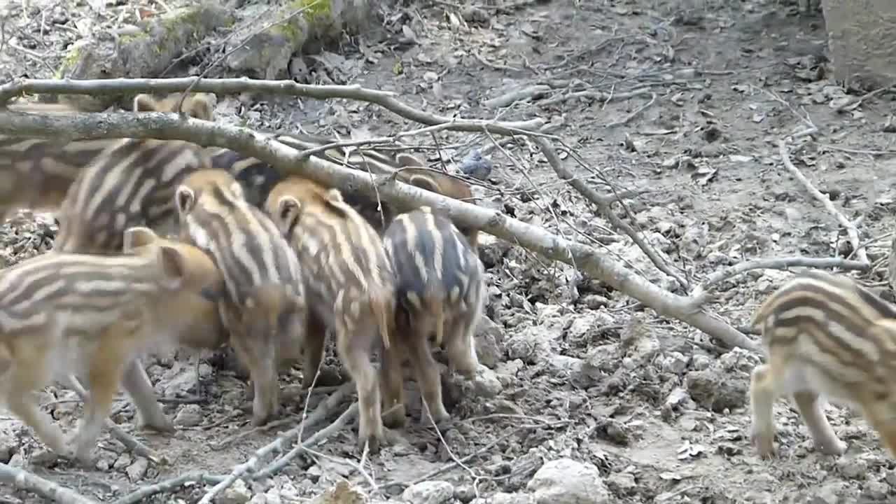 Baby wild pigs, sweet babies, at Waldau Park Bonn