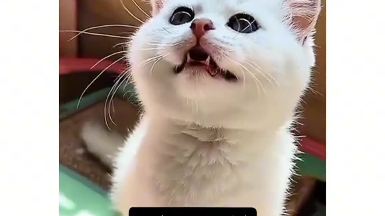 Funny cats