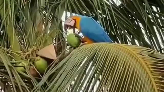 The Blue Parrot Works own way.