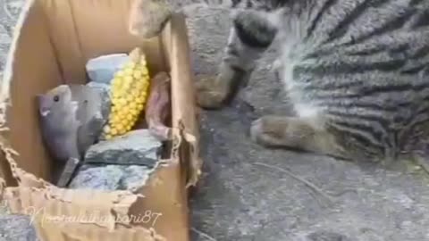 Tom and Jerry in our street talking with each other