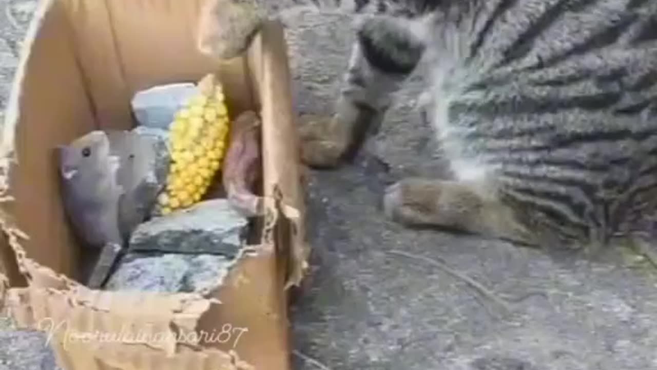 Tom and Jerry in our street talking with each other