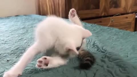 Funny cat Fighting 🤣