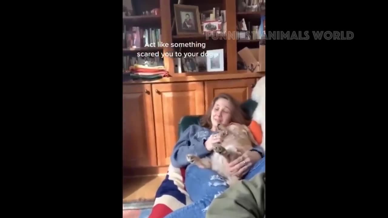 Funniest cat and dog video ever