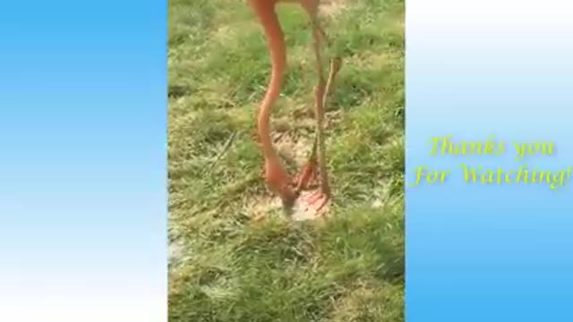Cute Cats And Funny Dogs Videos Compilation