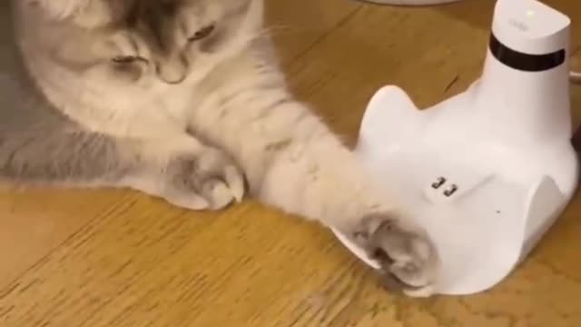 The kitten and the robot play, people are stunned