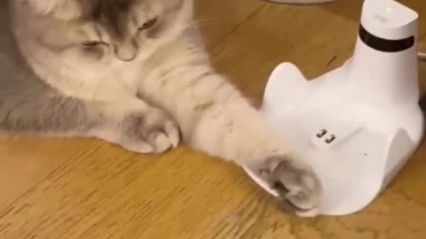 The kitten and the robot play, people are stunned