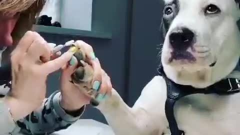 Cachorrinho na manicure