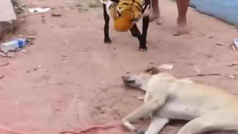 🐯Prank Dog 😂Dog Wear Tiger Mask Fake