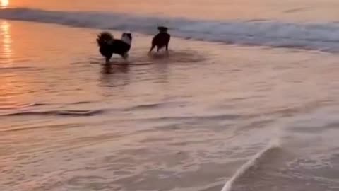 Dog Playtime on the beach