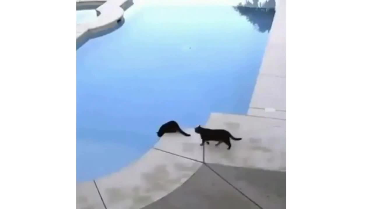 funniest dog | funny dog and cat | funny animals