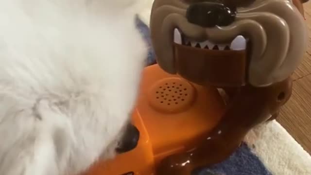 When toy irritates cute Dog reacts / funny cats and dog