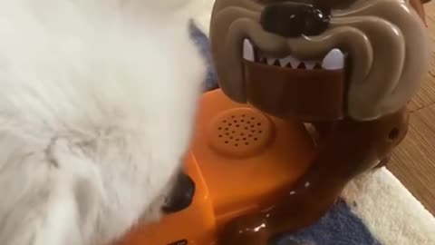 When toy irritates cute Dog reacts / funny cats and dog