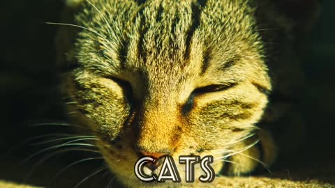 Relaxing music, calm, sleeping, stress relief, cats video
