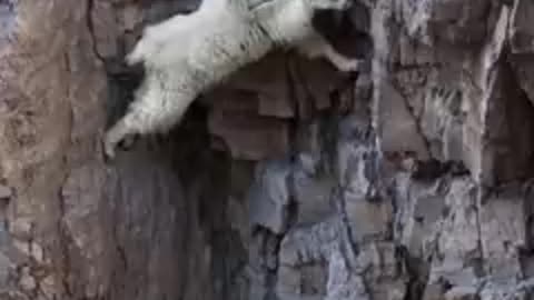 Respect_Goats_That_Laugh_At_Gravity🐐15,000_ft⛰️#Goats(240p