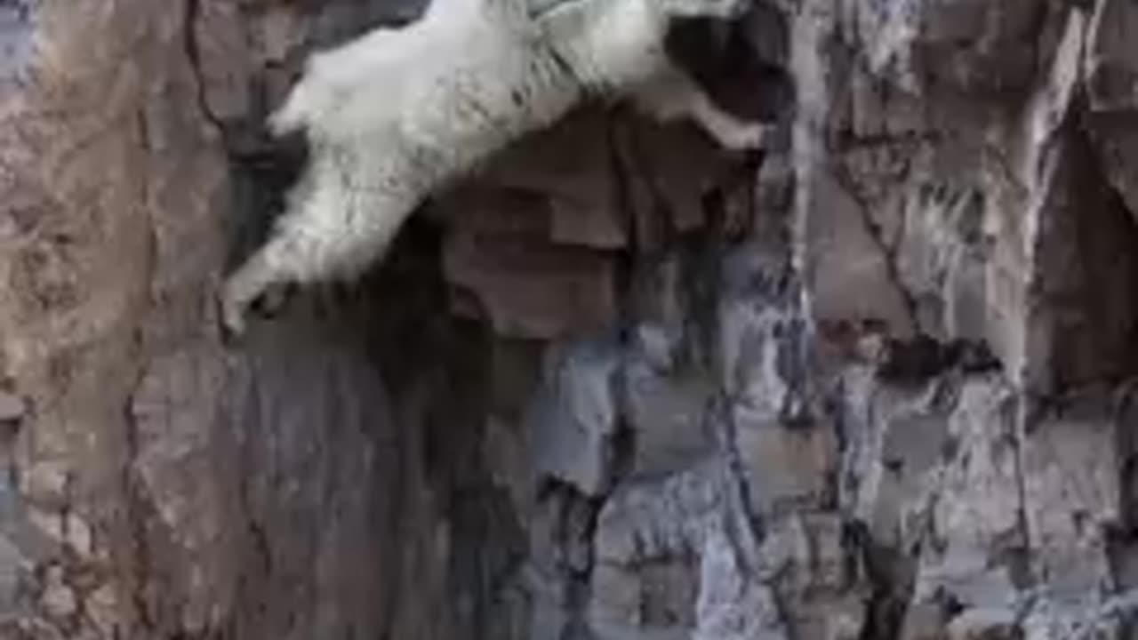 Respect_Goats_That_Laugh_At_Gravity🐐15,000_ft⛰️#Goats(240p