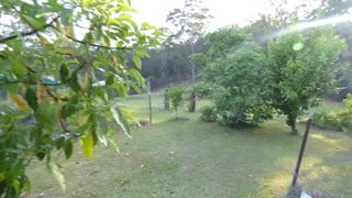 Walloping Wallabies