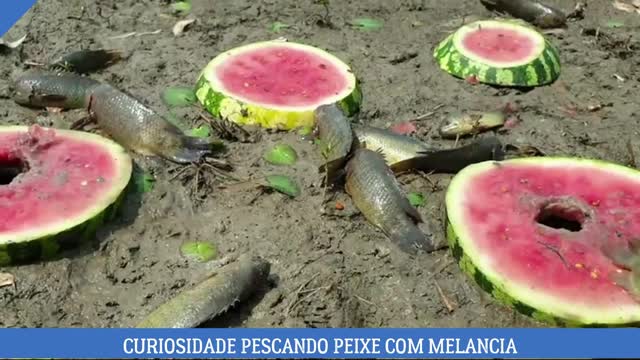 VEJA COMO SE PEGAR PEIXE NESTE LUGAR COM MELANCIA ?