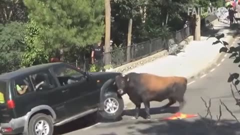 animal attacking