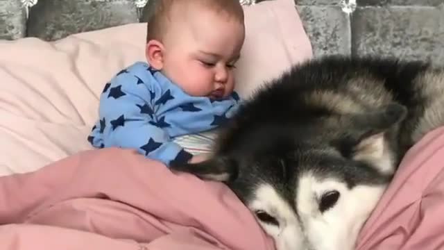 Would you like a husky like that