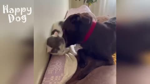 Cute cats and Dogs | Funny video #125