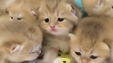 #Funny #Funny video#laugh# interesting#video#short video#short#short cut