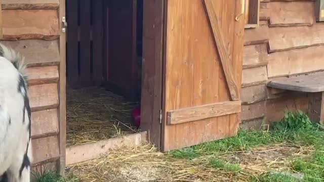 Knock, Knock! who lives in the house?