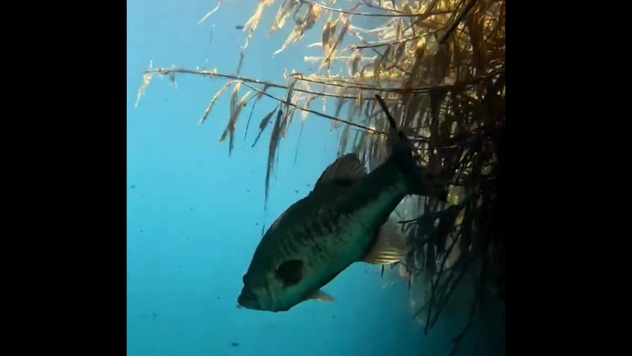 Huge Bass Of diving