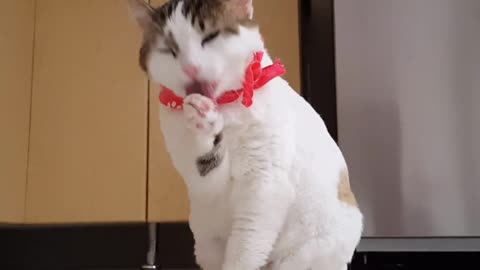 cute animals | cute cats | cute pappy |cute dogs | cute birds|cute pets