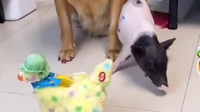 A Cute Dog And A Adorable Pig Having A Good Time Lol!!!