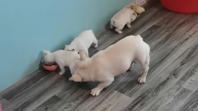 No matter what the puppy will not forget the duckling, must go to eat