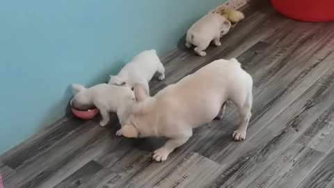 No matter what the puppy will not forget the duckling, must go to eat