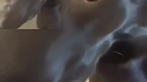 Little black dog eating balls