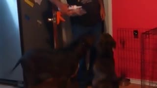 The Pitties LOVE Grandpa/Daddy