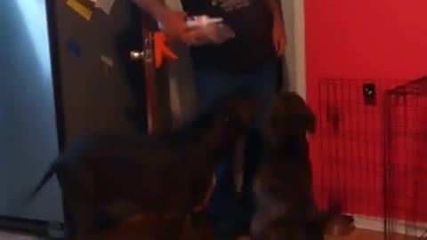 The Pitties LOVE Grandpa/Daddy
