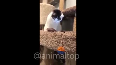 Cat is watching Birds video on mobile