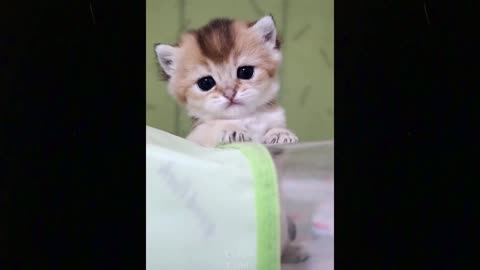 Cute And Funny Pets SOOFUNNY #2
