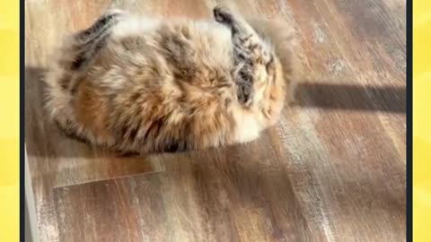 Reeses Having Fun In The Sun