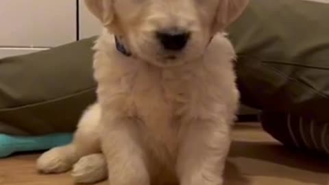 Puppy nervous
