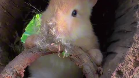 #cute #rabbit