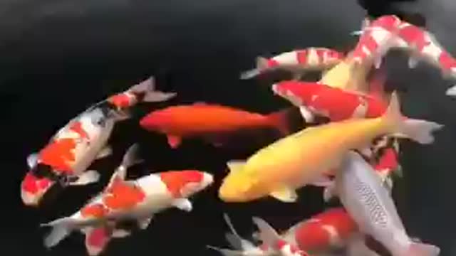 Koi fish